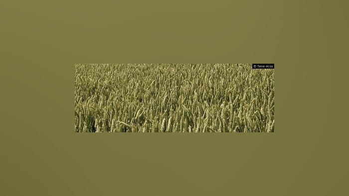 CEPP, les alternatives aux pesticides de stockage intègrent le dispositif