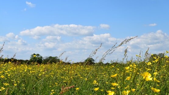 Bandes enherbées : un levier simple et efficace pour la gestion de l’eau en agriculture