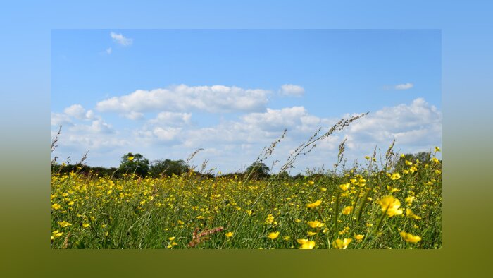 Bandes enherbées : un levier simple et efficace pour la gestion de l’eau en agriculture