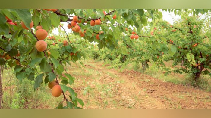 FranceAgriMer dédie 291 M€ à la planification écologique