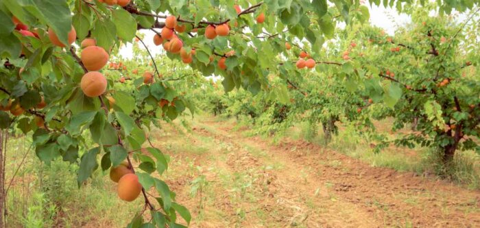 Le Gouvernement liste quatre enjeux pour la souveraineté alimentaire