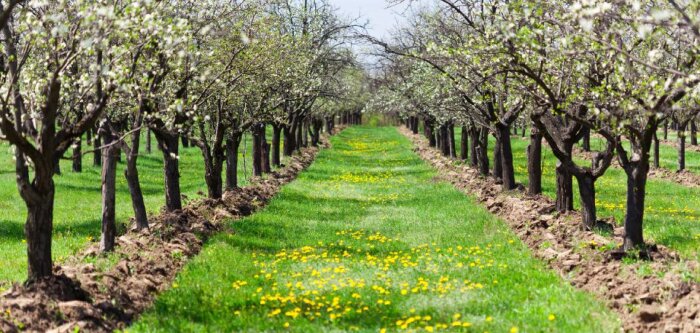 Les adjuvants, une solution aux réductions de dose réglementaire de glyphosate