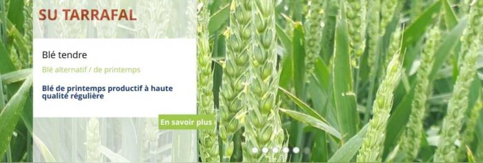 ANMF 2024 : 6 variétés Saaten-Union intègrent la liste des « variétés en observation »