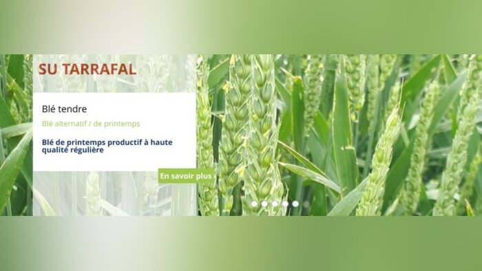 ANMF 2024 : 6 variétés Saaten-Union intègrent la liste des « variétés en observation »