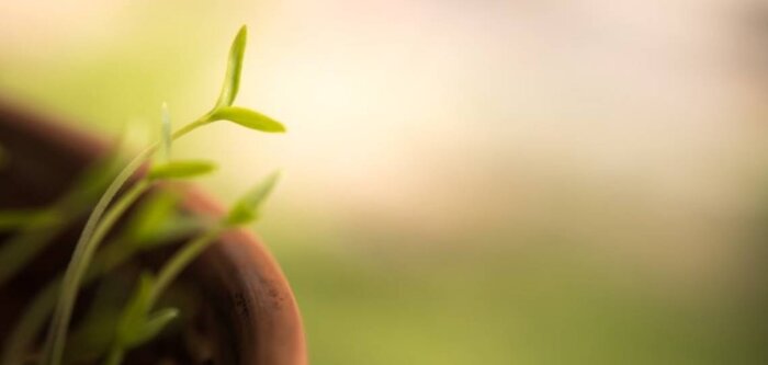 Acides aminés et fertilisation des plantes