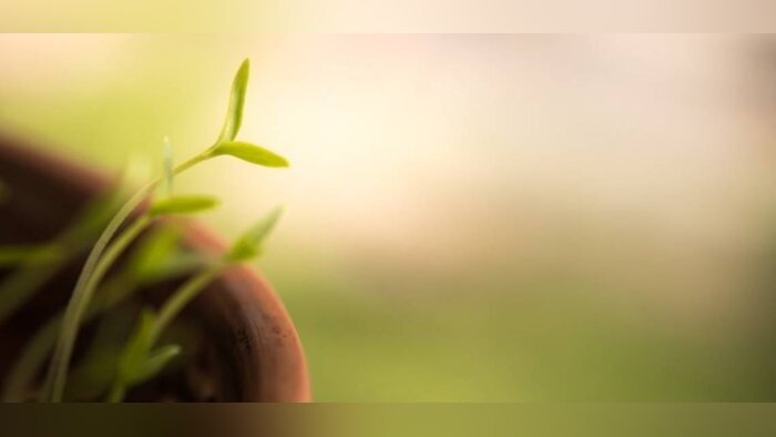 Acides aminés et fertilisation des plantes