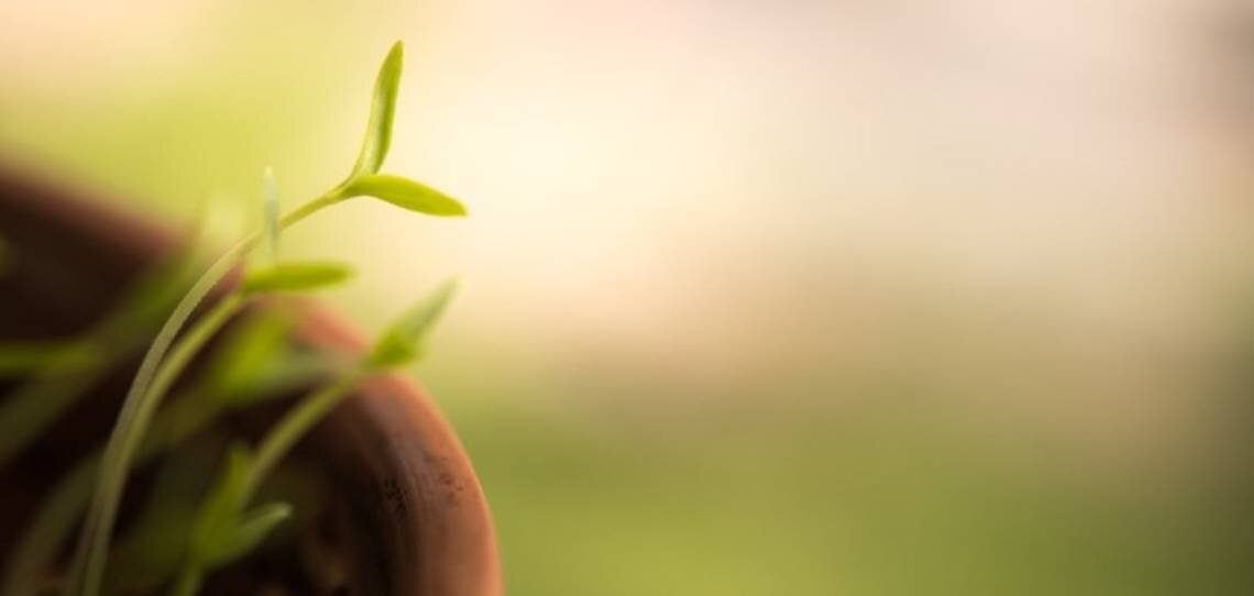 Acides aminés et fertilisation des plantes - © D.R.