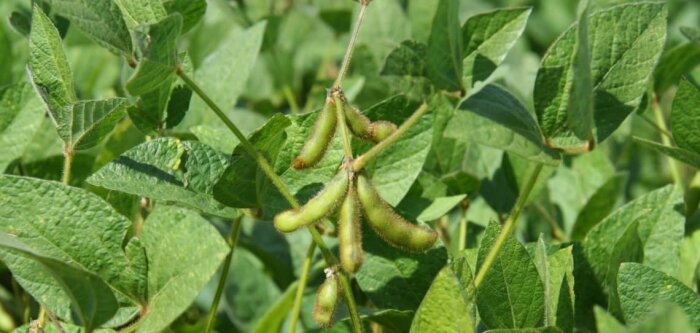 Vivadour : création de Texipro pour produire et commercialiser des protéines végétales texturées