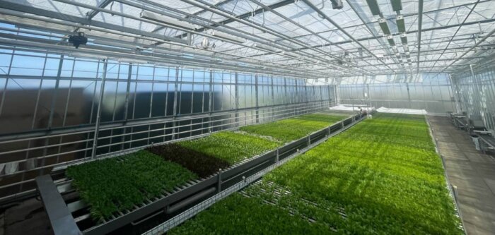 L’activité semences potagères de BASF et IUNU s’associent pour faire progresser le phénotypage numérique pour la sélection de variétés de laitues en hydroponie