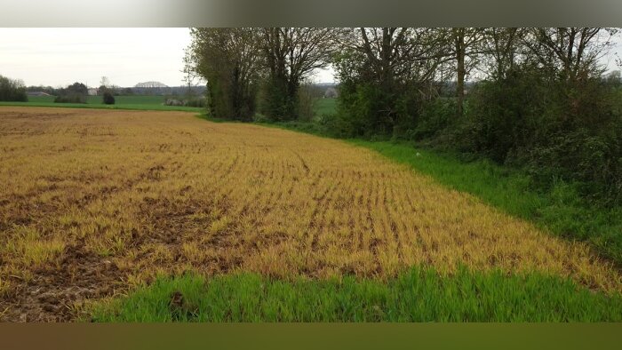 Sortie du glyphosate, s’aider des leçons acquises avec l’atrazine