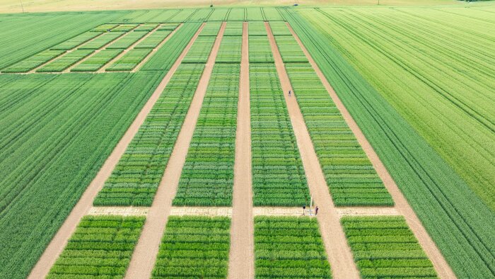 Les Rencontres agronomiques 2025 d’Axéréal se tiendront du 20 mai au 13 juin 2025 - © didier depoorter