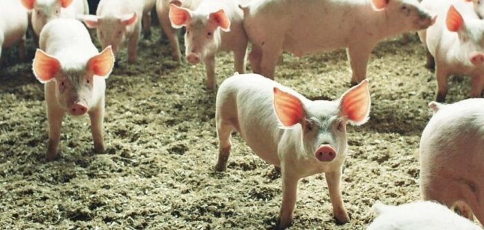 Auchan lance un porc local, responsable et avec un faible impact carbone