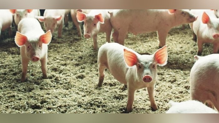 La filière porcine avance vers l’alimentation multiphase et le label bas-carbone