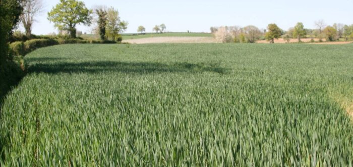 Baisser les IFT en grandes cultures est déjà possible selon De Sangosse