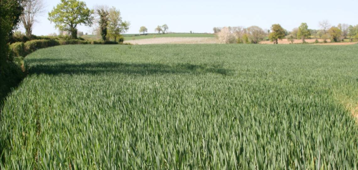 Baisser les IFT en grandes cultures est déjà possible selon De Sangosse - © D.R.