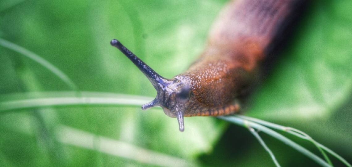 Biocontrôle, Syngenta distribue désormais le molluscicide Ferrex - © D.R.