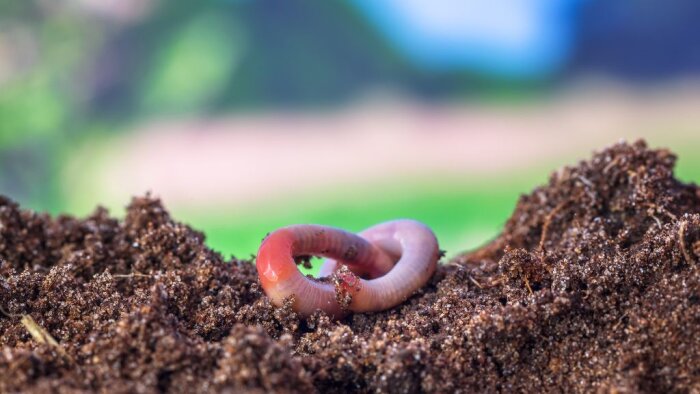 Comment valoriser efficacement les produits organiques à la ferme ?