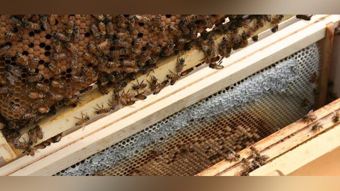 BeeGuard présente une innovation majeure pour l’apiculture avec le compteur d’abeilles BeeLive