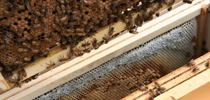 Les dossiers pollinisateurs sont à la traîne, dénonce l’Unaf