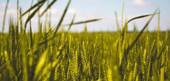 Des céréales sans traitement de semences, c’est possible selon la Chambre d’agriculture du Grand-Est