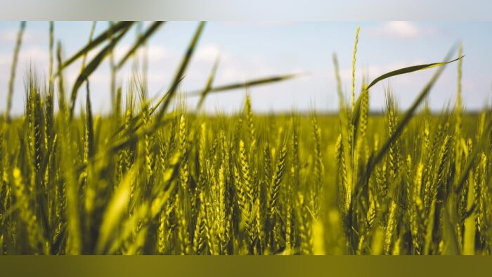 Des céréales sans traitement de semences, c’est possible selon la Chambre d’agriculture du Grand-Est