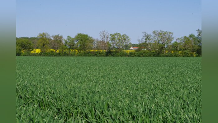 L’adjuvant Le 846 De Sangosse pour réduire les doses fongicides