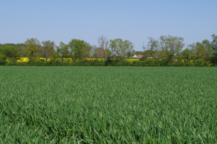L’adjuvant Le 846 De Sangosse pour réduire les doses fongicides