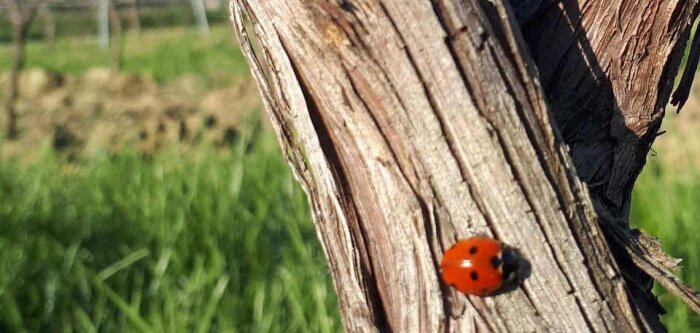 Certification HVE : « Un leurre écologique » pour 16 représentants de la filière bio