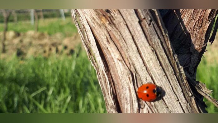 Certification HVE : « Un leurre écologique » pour 16 représentants de la filière bio