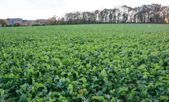 Évaluer la biomasse du colza grâce au N-Pilot® afin d’optimiser la fertilisation azotée du colza - © D.R.