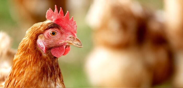 Bien-être animal, l’élevage de poules en cages baisse encore en 2019 et 2020