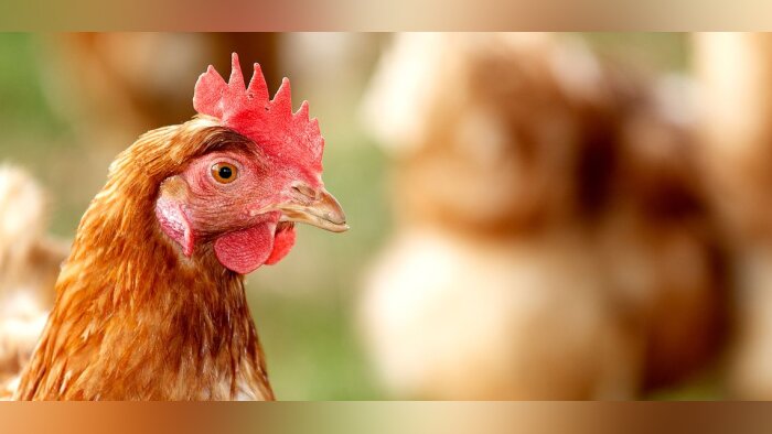 Grippe aviaire, le marché des engrais organiques menacé