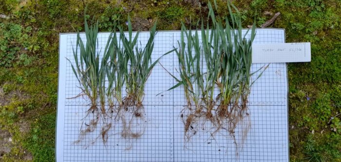 Turbo root, le biostimulant hybride de Tradecorp