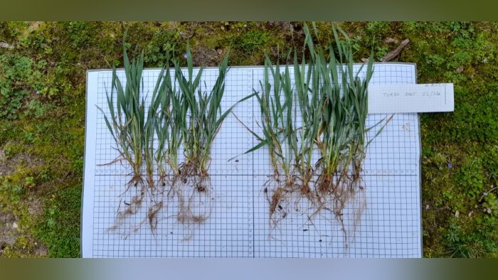 Turbo root, le biostimulant hybride de Tradecorp