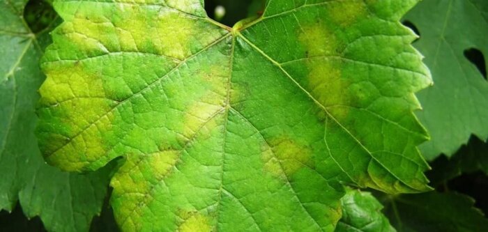 Lutte contre le mildiou et l’oïdium dans le Var : une solution de biocontrôle innovante et efficace