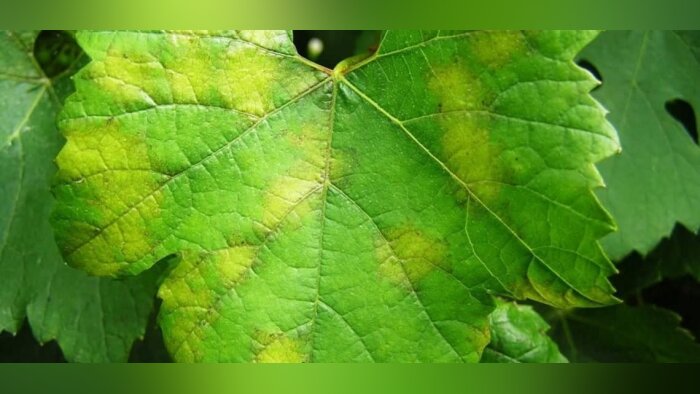 Lutte contre le mildiou et l’oïdium dans le Var : une solution de biocontrôle innovante et efficace