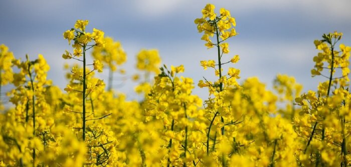 Saipol s’engage à rémunérer les agriculteurs à hauteur du prix du colza durant la phase de test. - © D.R.