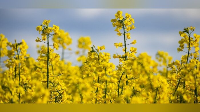 Saipol s’engage à rémunérer les agriculteurs à hauteur du prix du colza durant la phase de test. - © D.R.