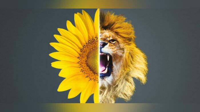 La résistance mildiou + des tournesols LG
