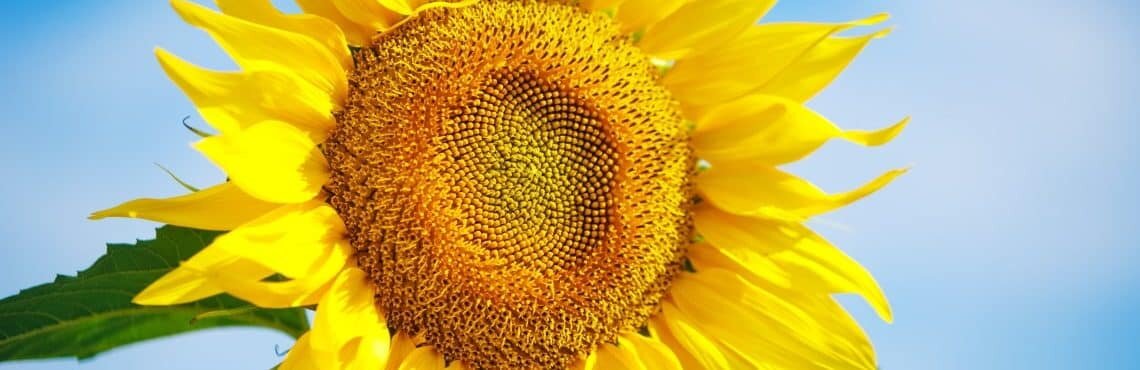 Protector contre tous les pathogènes du tournesol, même le mildiou ! - © D.R.