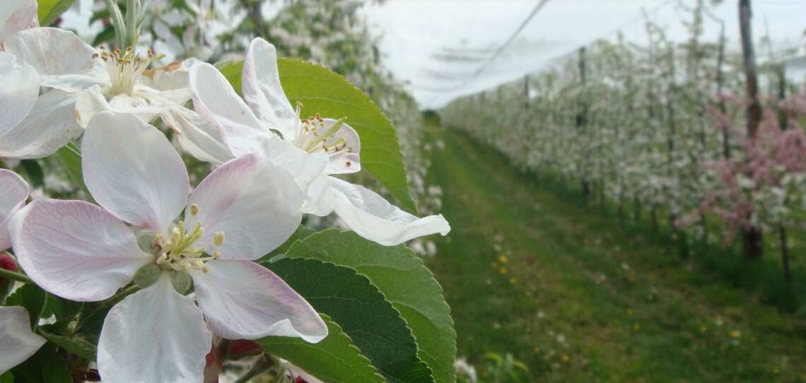 Le bore sécurise la floraison des fruits à pépins - © D.R.