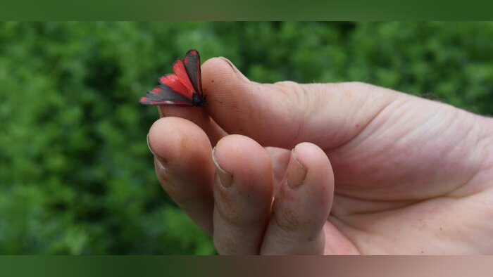 Biodiversité : « La plupart des évaluations se concentre sur une partie seulement » France Stratégie