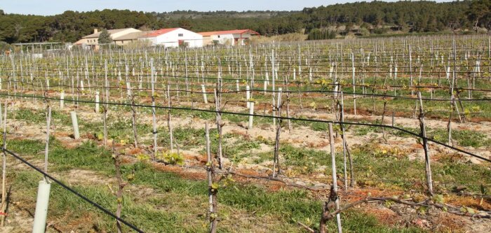 Climat, les recherches génétiques sur la vigne avancent