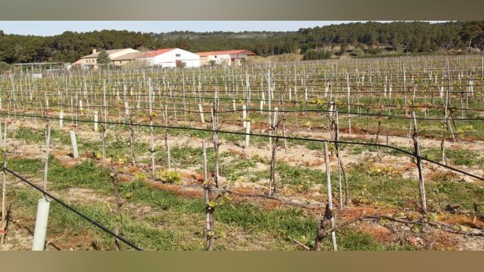 Climat, les recherches génétiques sur la vigne avancent