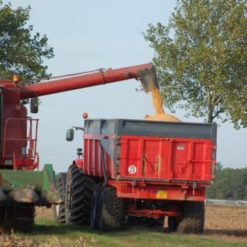 Récolte maïs, des premiers résultats satisfaisants mais des taux d’humidité élevés - © D.R.