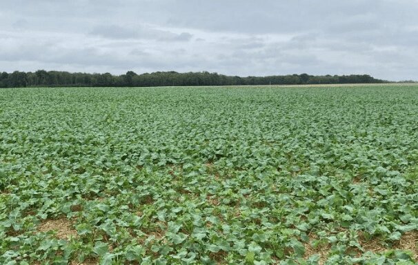 La fertilisation du colza à l’automne, un facteur essentiel de réussite de la culture - © D.R.