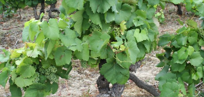 Le Sommet Agroécologie de Bordeaux entend rapprocher la science des pratiques agricoles