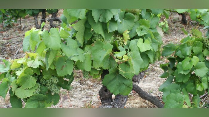 Le Sommet Agroécologie de Bordeaux entend rapprocher la science des pratiques agricoles