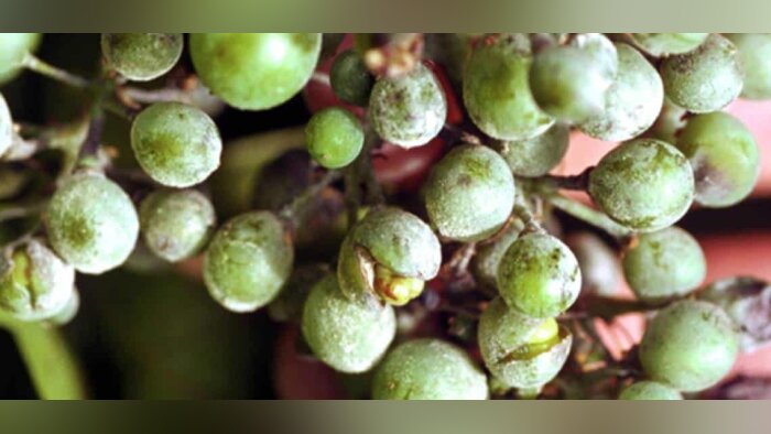 Revyvi : l’innovation fongicide vigne de BASF à base de Revysol