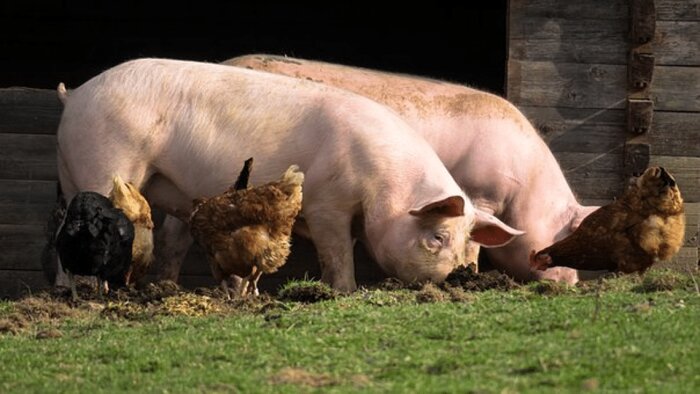 Le ministère de l’Agriculture prépare un troisième plan Écoantibio